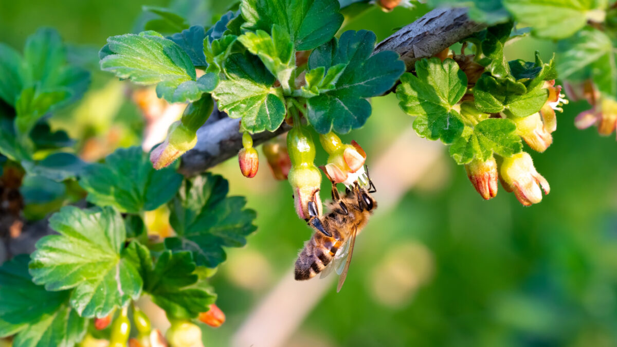 The Role of Pollinators in Sustainable Farming